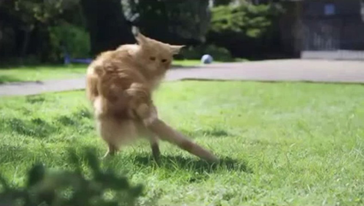 Funny Commercials - Be More Dog - O2