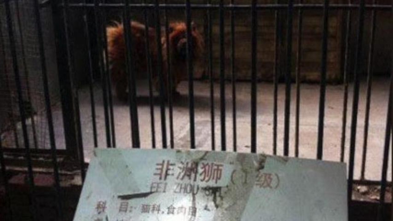 Chinese Zoo Disguises Dog as Lion