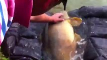 Remise a l'eau carpe 18kilos par Valentin coéquipier du team