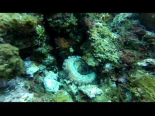 Plongée sous-marine - UCPA Sanary - Ete 2013