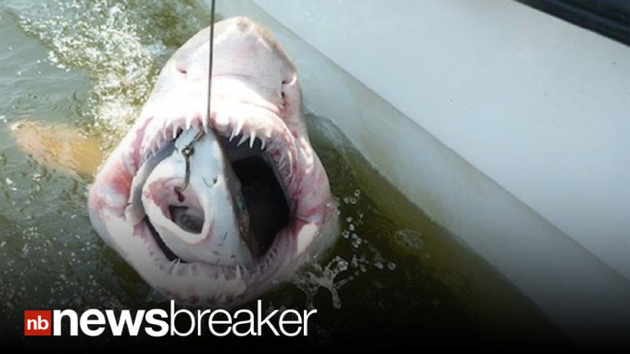 Amazing Photo of Fish Eaten By Shark Eaten By Bigger Shark