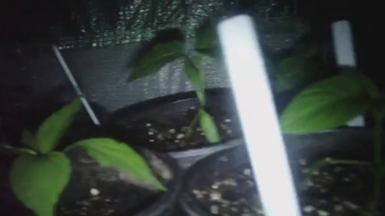Chilli Polytunnel Update 7 August 2013