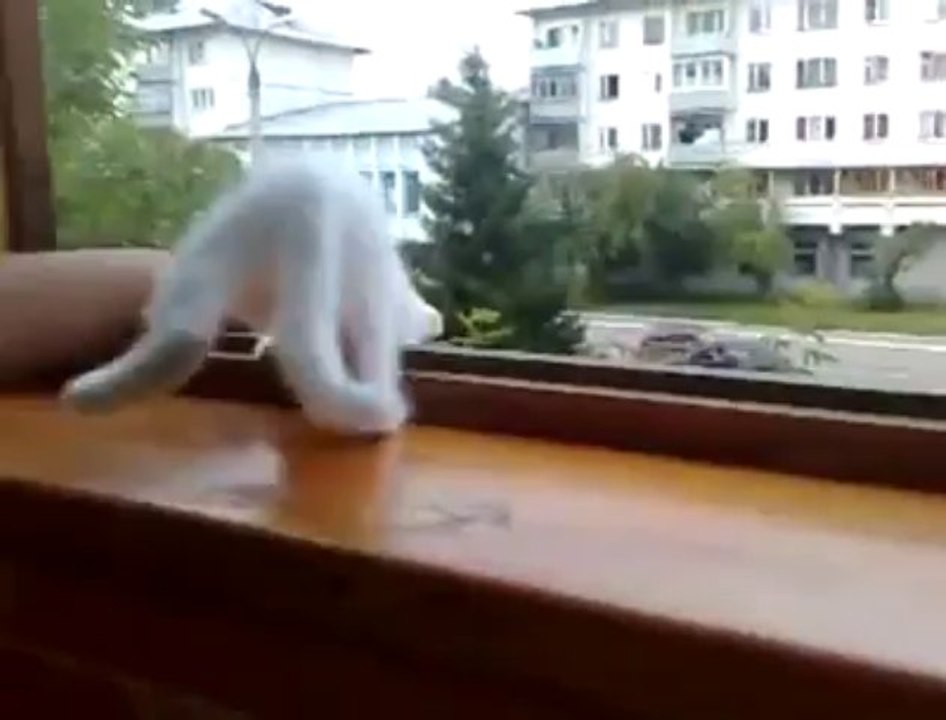 Chat a peur que son maitre tombe