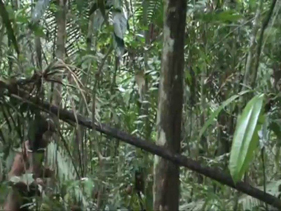 Descubren indígenas aislados