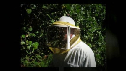 Bee Removal Stuart Florida