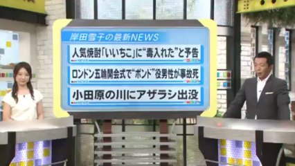 【オダちゃん】小田原市の酒匂川にゴマフアザラシが出現