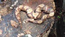 Un serpent décapité se mord la queue... Impressionnant l'instinct de tueur!
