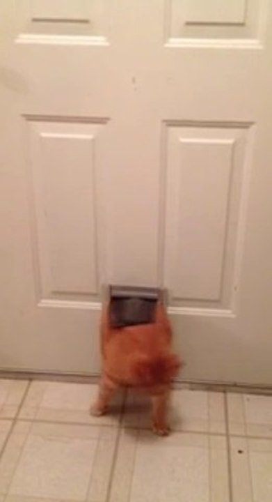 Chat en surpoids?? Vous ne rentrerez PAS!!! Pauvre petit Garfield...