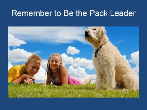 Obedience Training For Dogs Free 101 Dog Training Tips