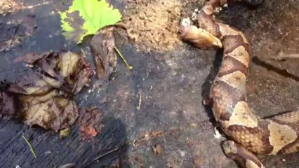 Copperhead bites itself!