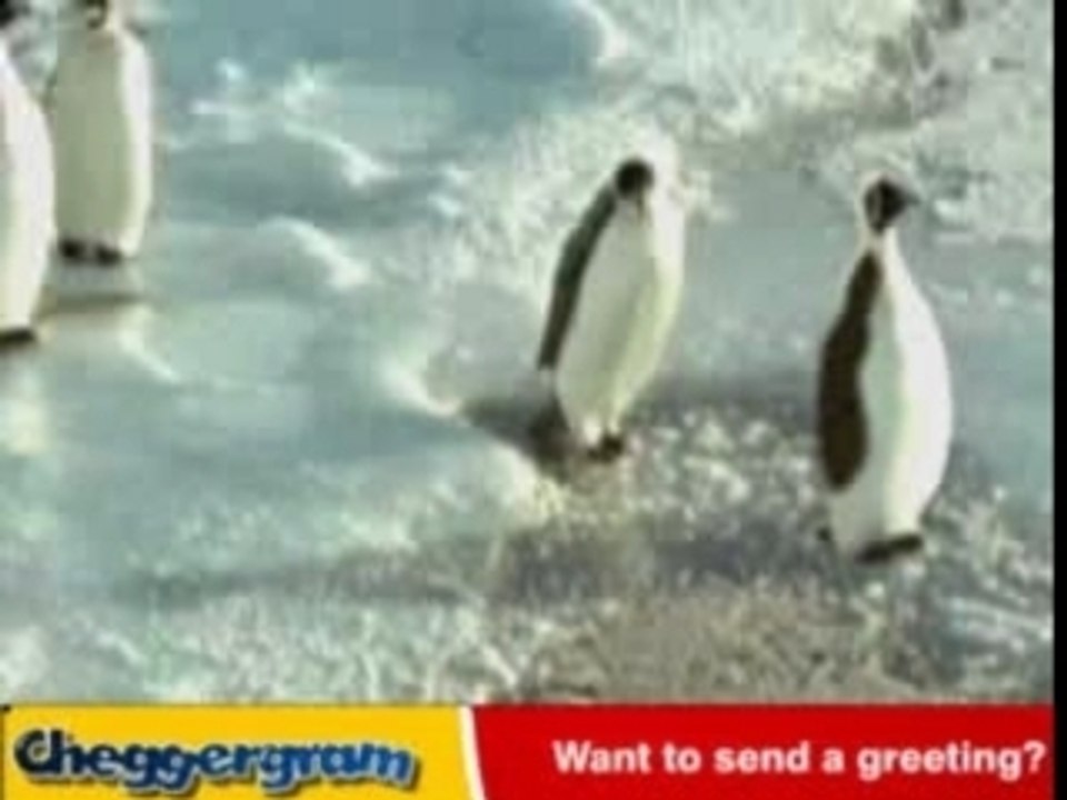 Deux pingouins trop marrants