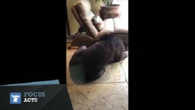 Un enfant découvre un ours endormi près de sa piscine