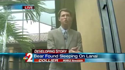 Family Film Bear - Fed Up With The Rain - Napping Inside Their Home