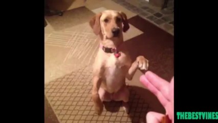 Stick Em Up!!! Dog playing dead man so great!!