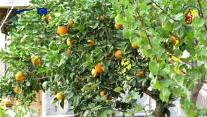 Astromeritis - Cyprus 12-18.12.2010 „Intercultural SKILLS - Skills for Life''