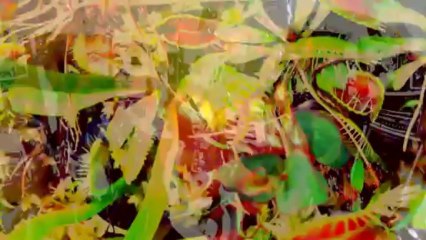 ASG - "Day's Work" (Official Music Video)