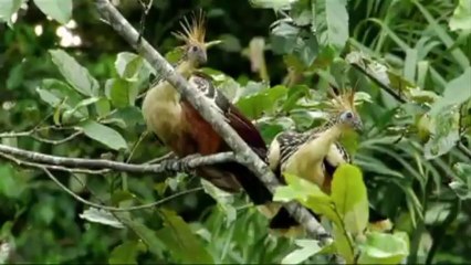 Explotación en el Parque Yasuní