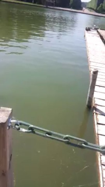 15 carpes de 20 kilos dans un lac . ( première vidéo )