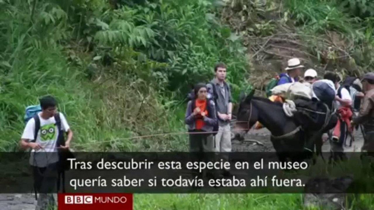 video_olinguito