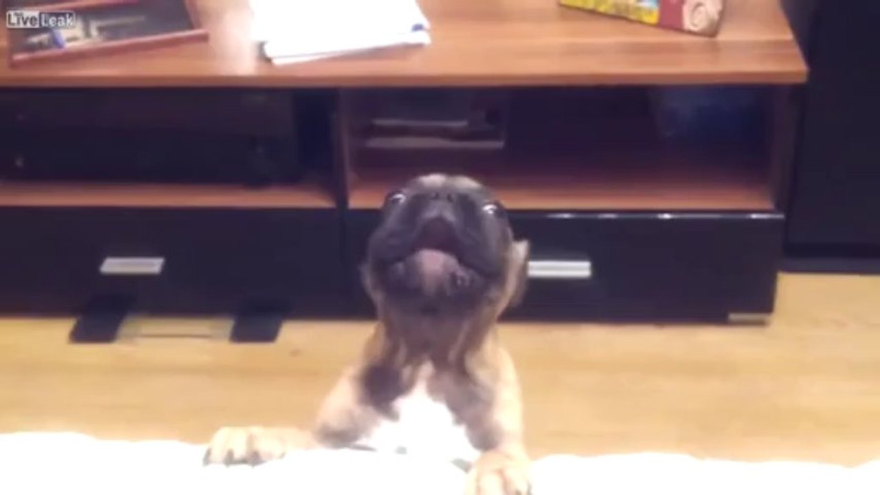 Un chien qui parle incroyable mais vrai