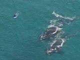 Surfistas, delfines y ballenas nadan juntos en el mar