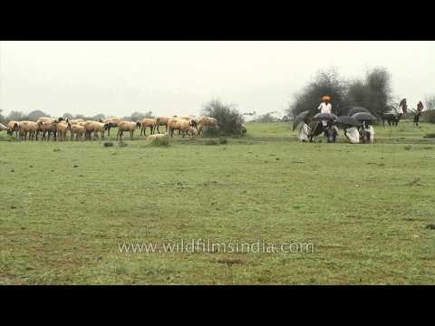 Amidst sheep and peacocks: monsoon and grazing season in Rajasthan