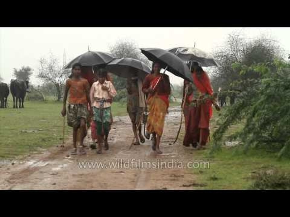 Cattle grazing with villagers, in Rajasthan monsoon
