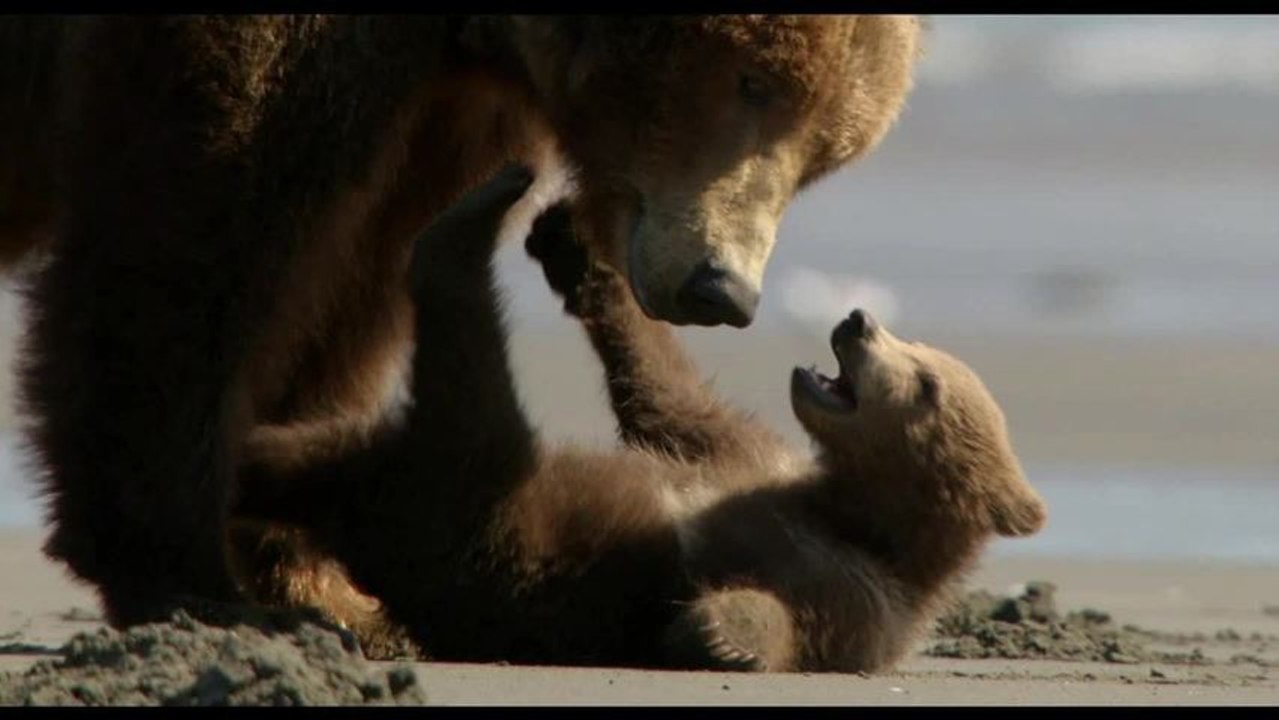 Disney Nature Features "Bears" First Trailer