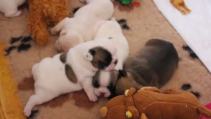 les bébés de Fanny & Ch F.B.I 3 semaines