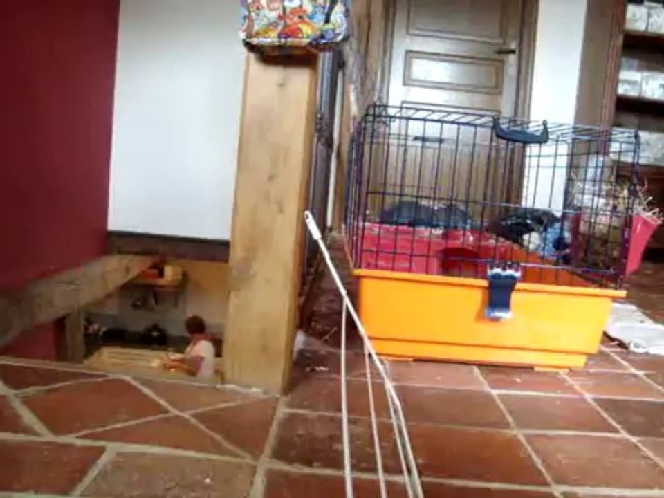 Ma lapine d'amour qui saute un obstacle de 19cm