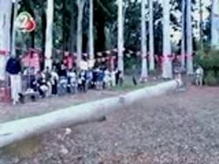 chinois reçois un arbre sur lui