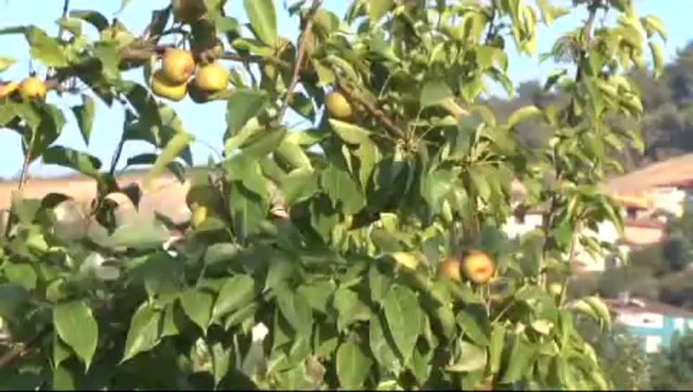 Tüketicinin yeni gözdesi Japon armudu