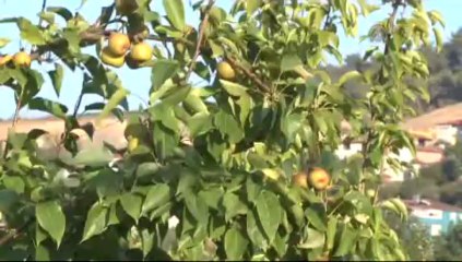 Tüketicinin yeni gözdesi Japon armudu