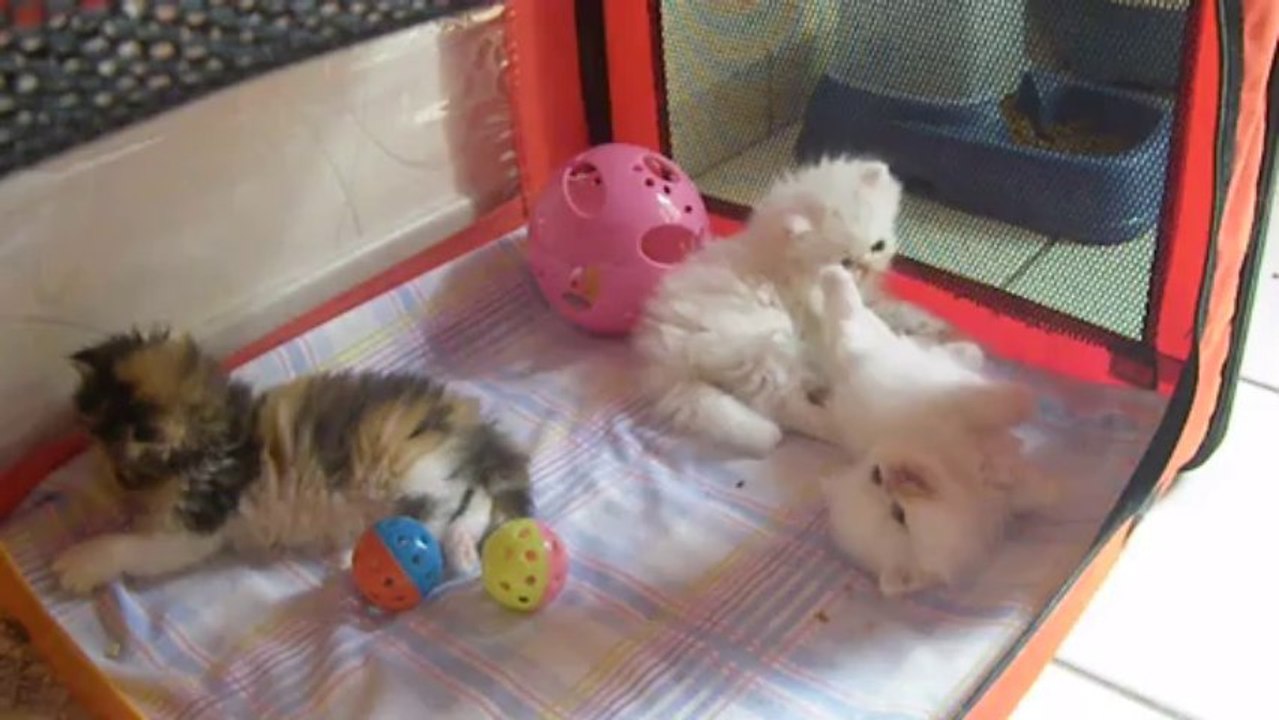 IMGP1696 mes bébés persan à 6 semaines