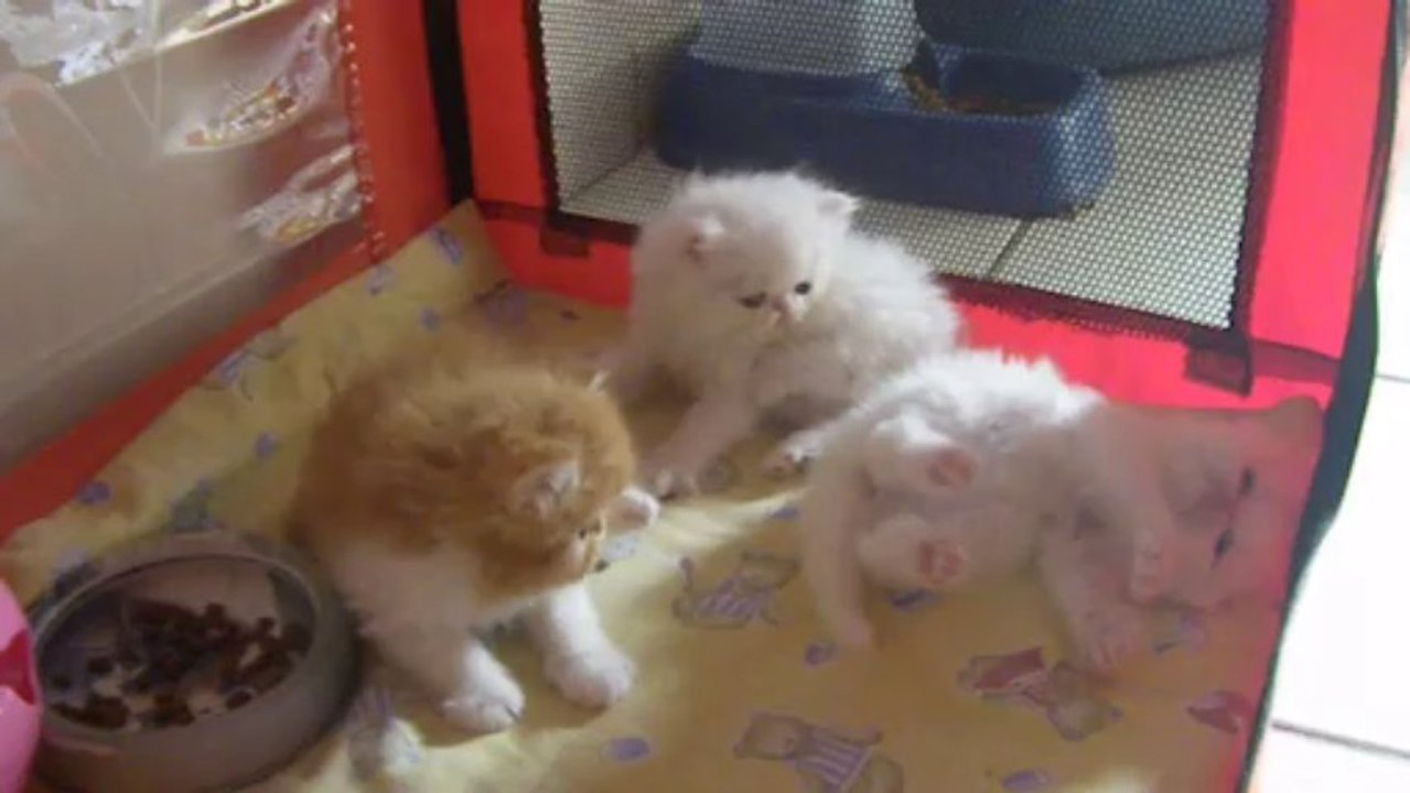 IMGP1600 mes bébés persan à 6 semaines