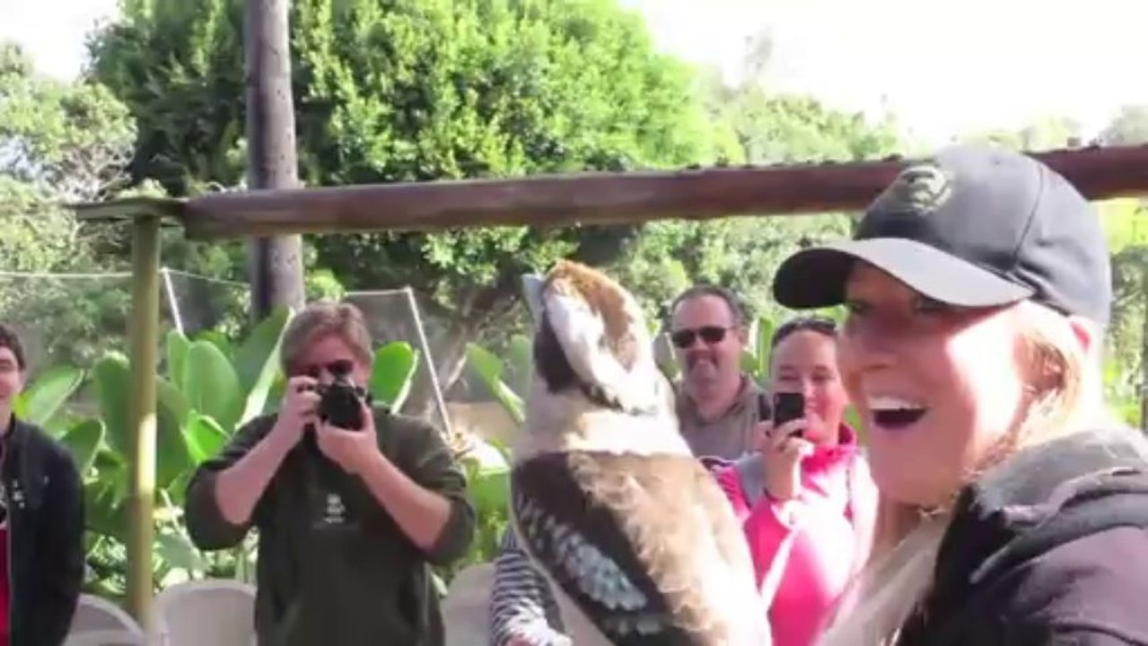 Un kookaburra rit avec les visiteurs d'un zoo