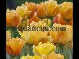 Ekenci Lale Soğanları, Online Çiçek Soğanı Satışı, Fiyatları