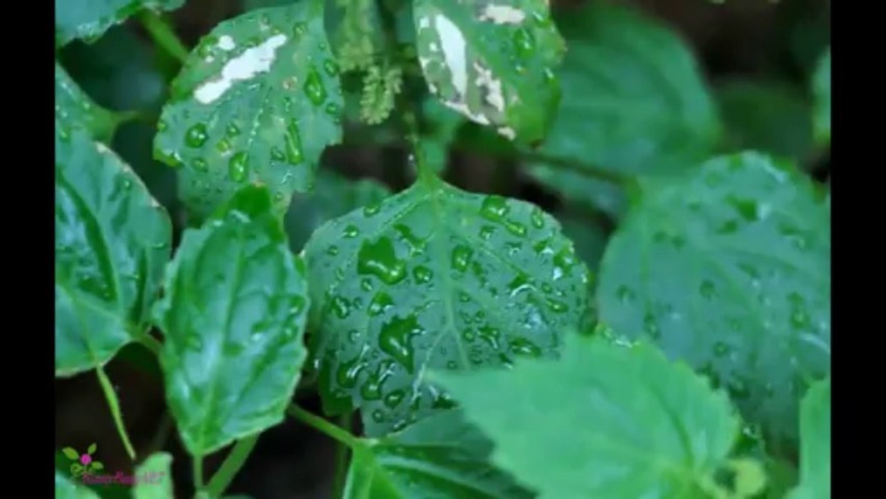 FENDI pour homme Fan Di  Άρωμα EDT Σπρέυ