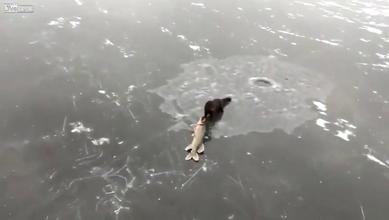 Vive le règne animal.. Un furet essaye de voler un brochet pêché sous la glace!!