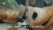 Le bébé panda géant trop mignon du Zoo de Taiwan!!