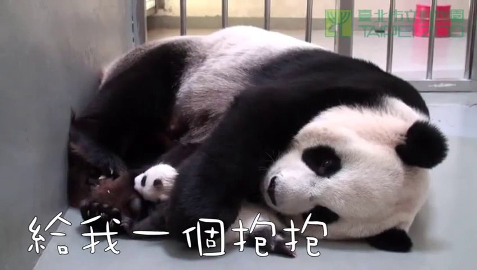 Giant Panda Giving A Hug To Her Baby Video Dailymotion