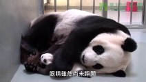 Quand une maman panda géant câline son bébé...