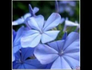 AHMET KAYA - YILLAR OLDU