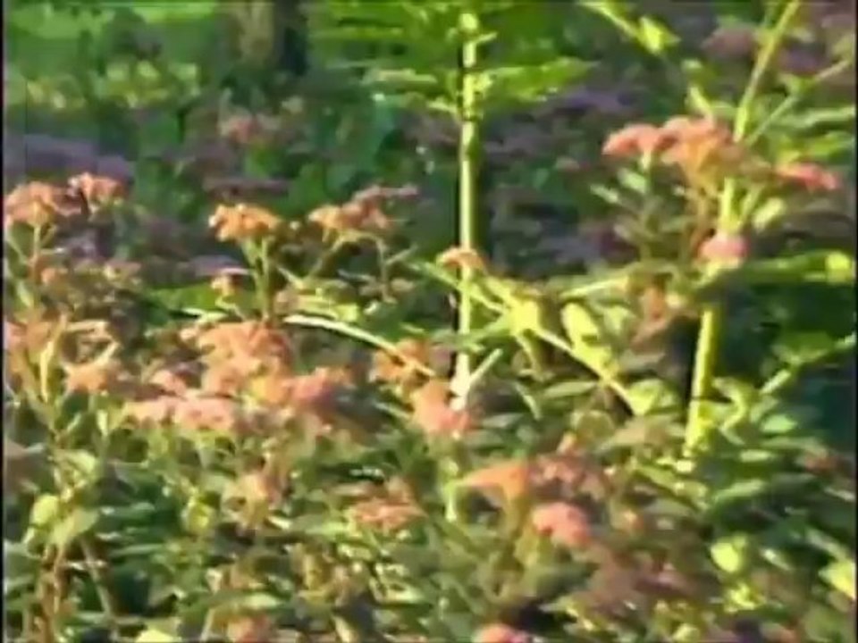 Kemal Malovcic & Juzni Vetar - Svet Je Lep (Official Video) HD