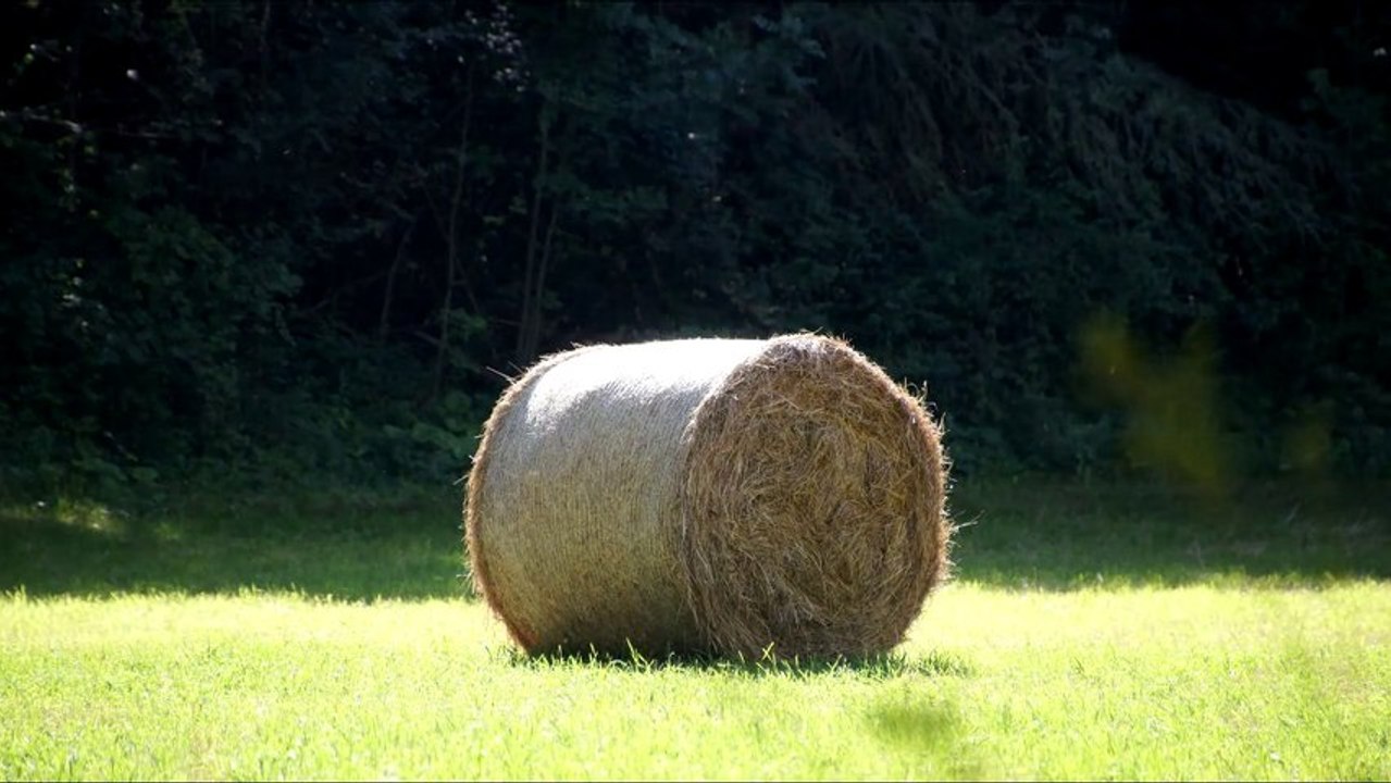 LES PAPILLONS DE LEA