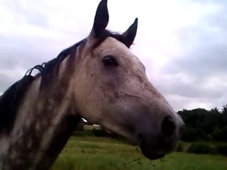 Unann et les loulous au pré été