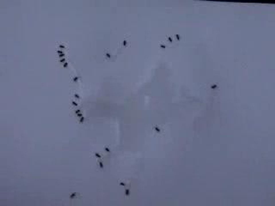 Localisation du lapin blanc