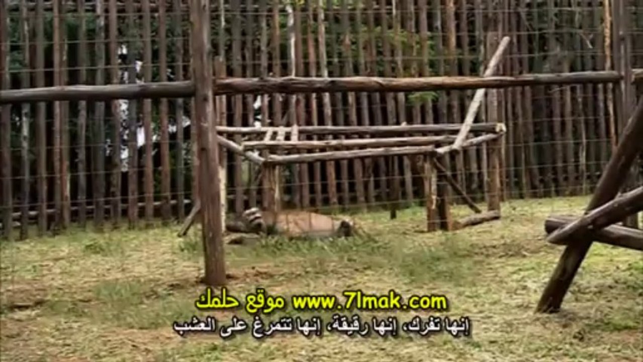 الفيلم الوثائقى حديقة ما قبل التاريخ الجزء الخامس