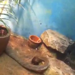 Dallas zoo- snake eats rat