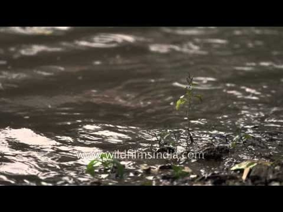 A study of rain in slow motion, using high frame rate videography